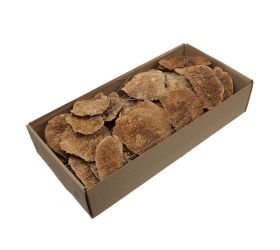 Sponge mushroom natur