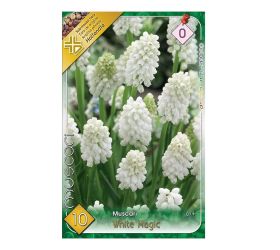 Muscari white magic 10 ks