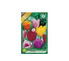 Tulipán crispa/fringed mix 8 ks