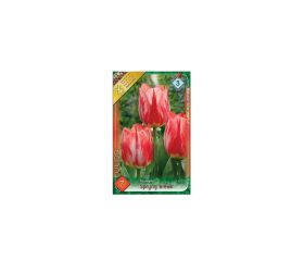 Tulipán spryng break 7 ks