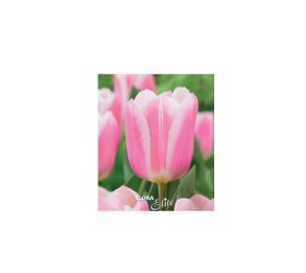 Tulipán mandy´s choice 7 ks