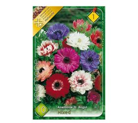 Anemone st.brigid mix 10 ks