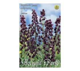 Fritillaria persica adyaman 1 ks