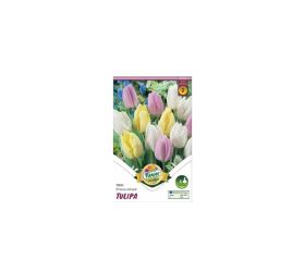 Tulipán trio prince mix 6ks