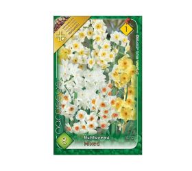 Narcis multiflower mix 8ks