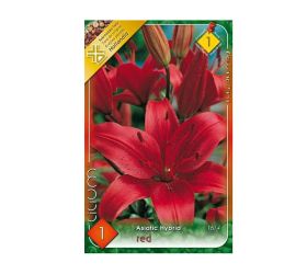 Ľalia asiatic red 1ks