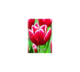Tulipán match 7ks