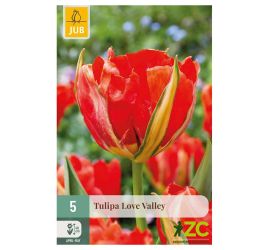 Tulipán love valley 5ks pevná cena